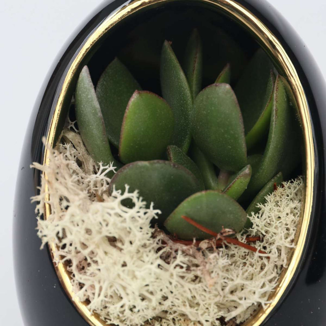 Echeveria in decoratief ei - Set van 2 - Zwart, Goud