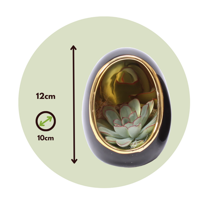 Echeveria in decoratief ei - Set van 2 - Zwart, Goud