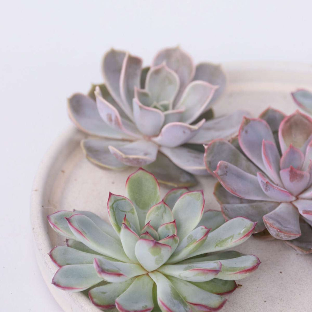 Echeveria DIY Mix 5 - vijf decoratieve vetplanten