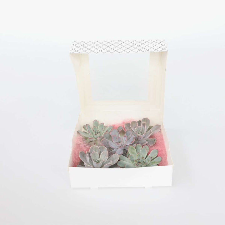 Echeveria DIY Mix 5 - vijf decoratieve vetplanten