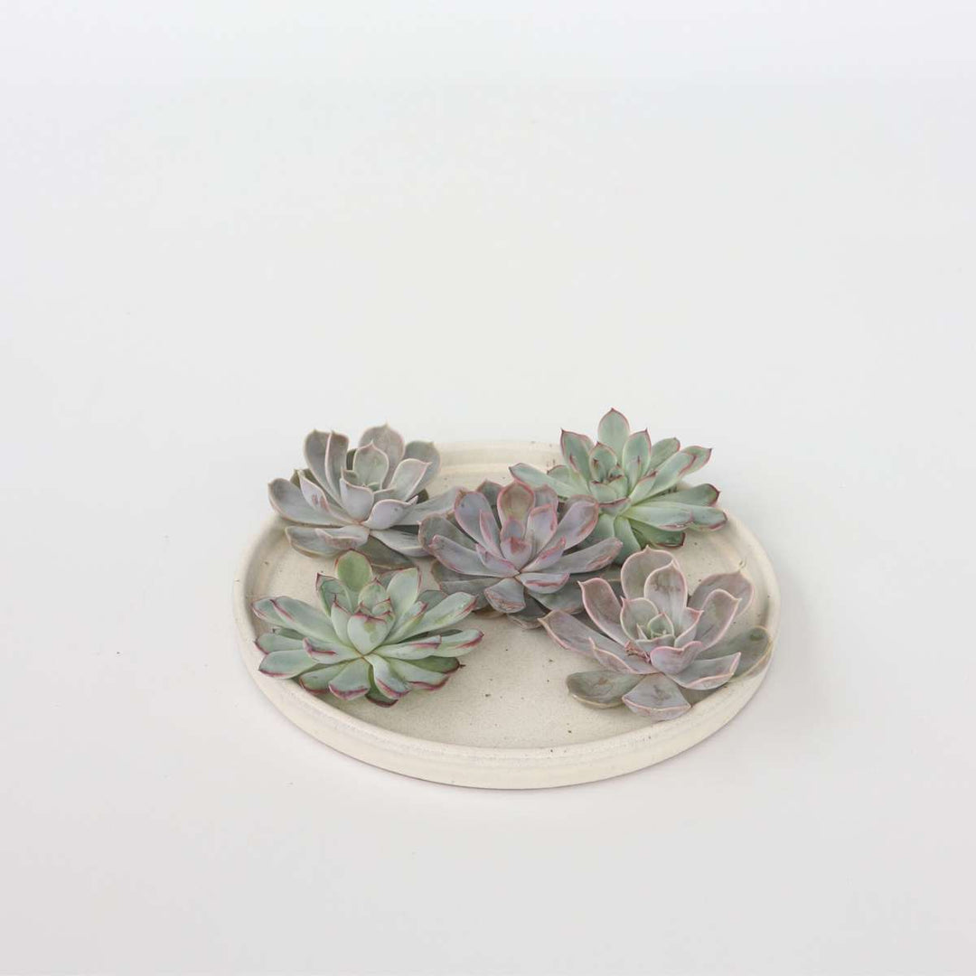 Echeveria DIY Mix 5 - vijf decoratieve vetplanten