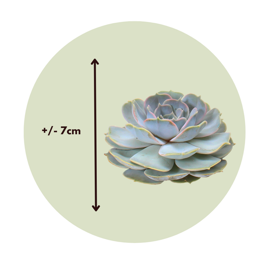 Echeveria DIY Mix 5 - vijf decoratieve vetplanten