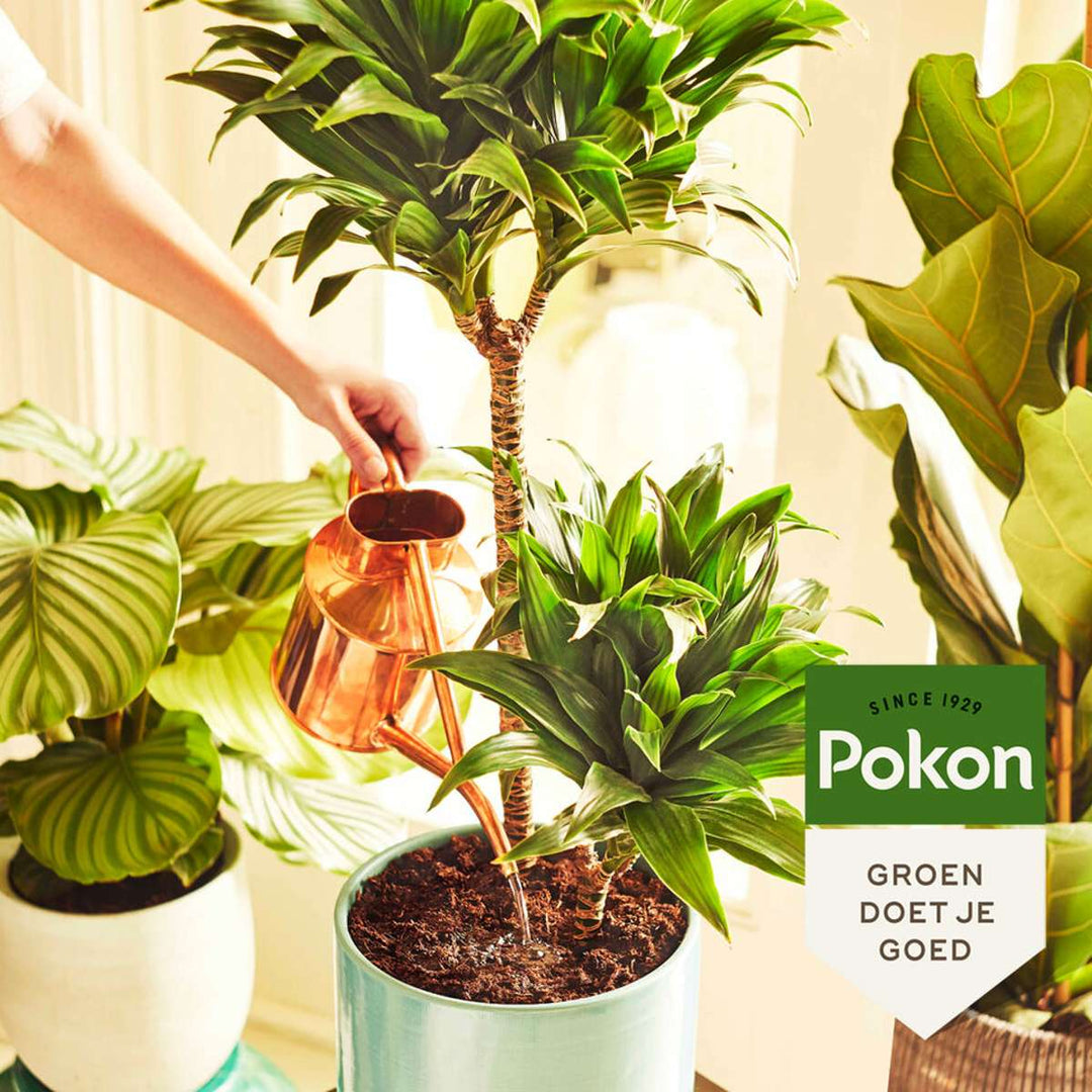 Pokon kamerplantenvoeding in poedervorm – 100 gram - FloraStore