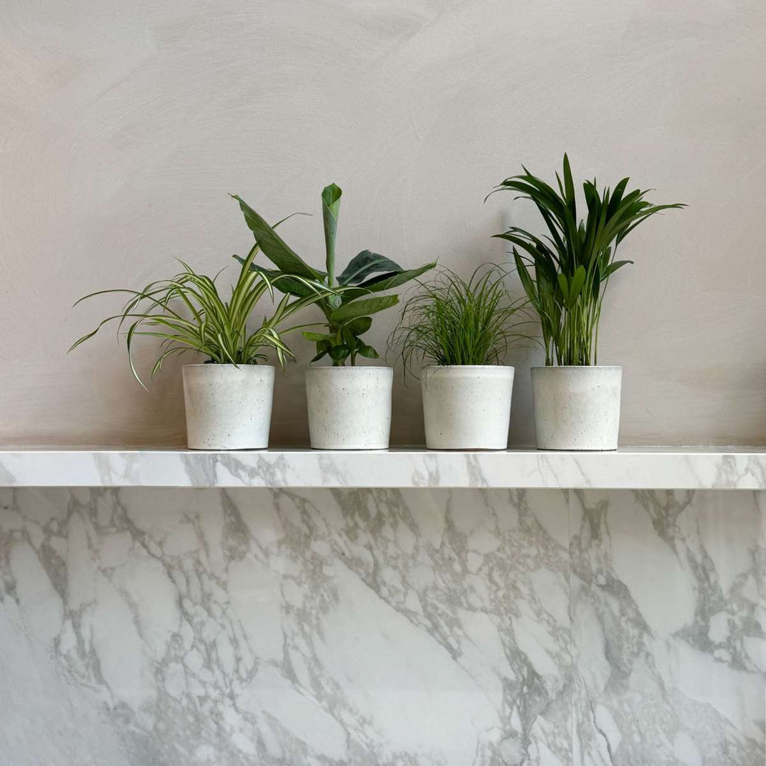 Diervriendelijke planten - Mix van 4