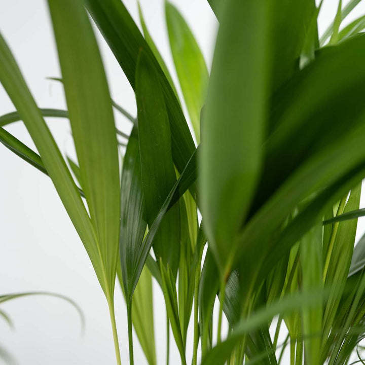 Diervriendelijke planten - Mix van 4