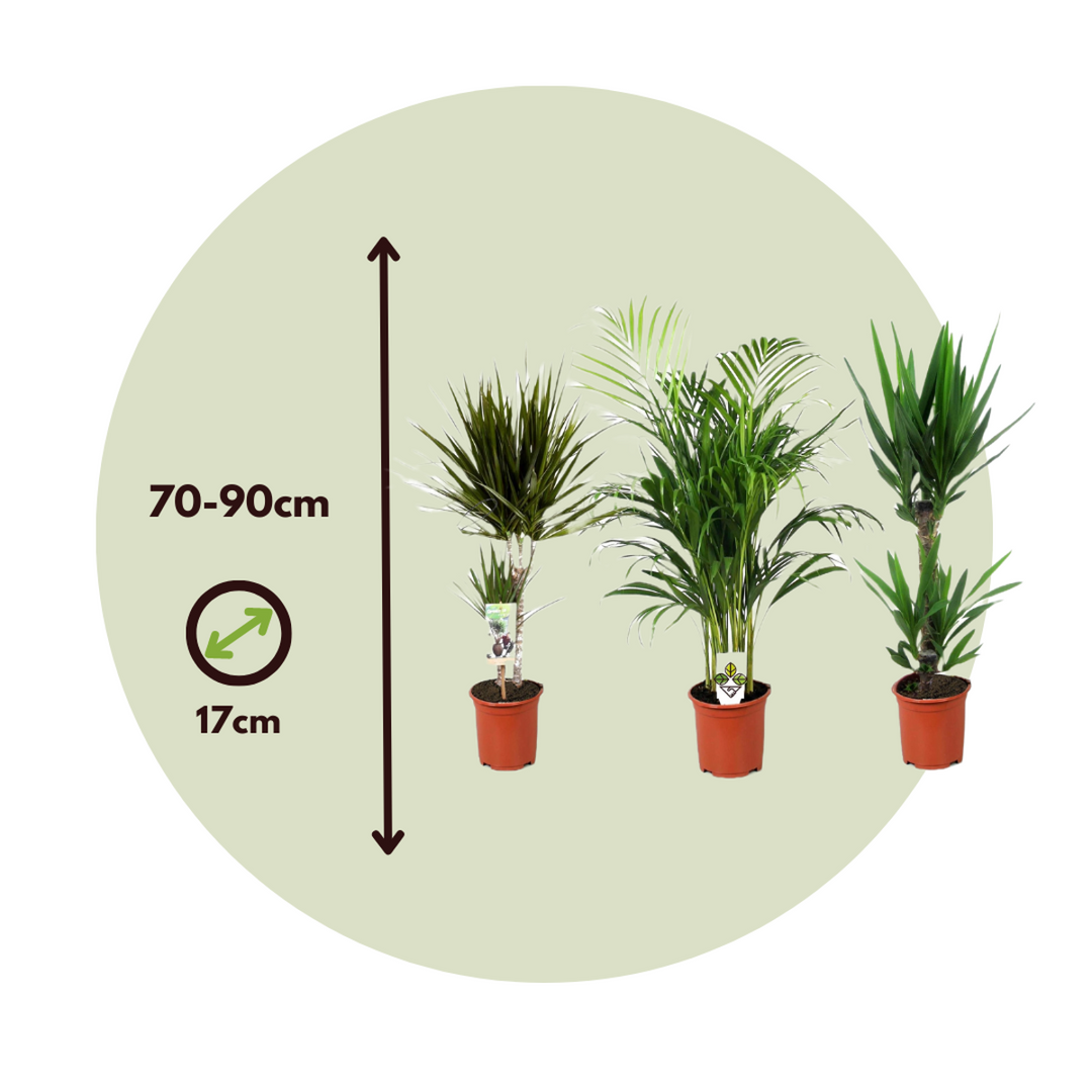 Binnenpalmen XL - Set van 3 - Kamerpalmen
