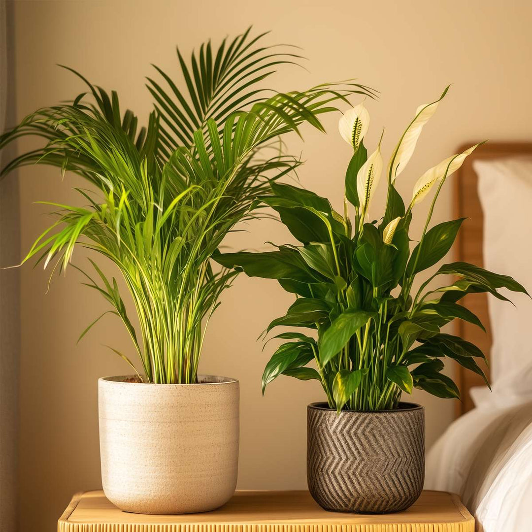 Areca & Spathiphyllum - Mix van 2