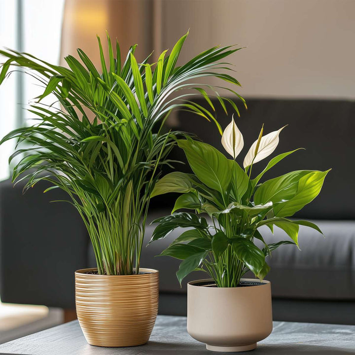 Areca & Spathiphyllum - Mix van 2