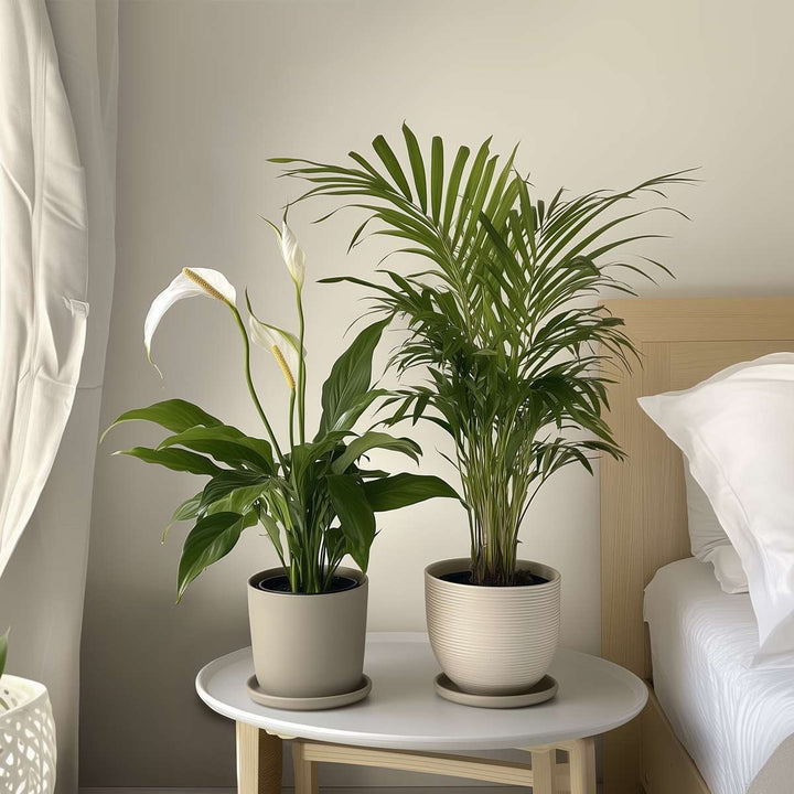 Areca & Spathiphyllum - Mix van 2