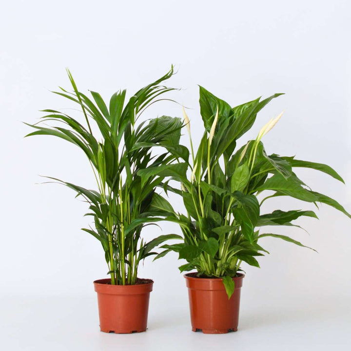 Areca & Spathiphyllum - Mix van 2