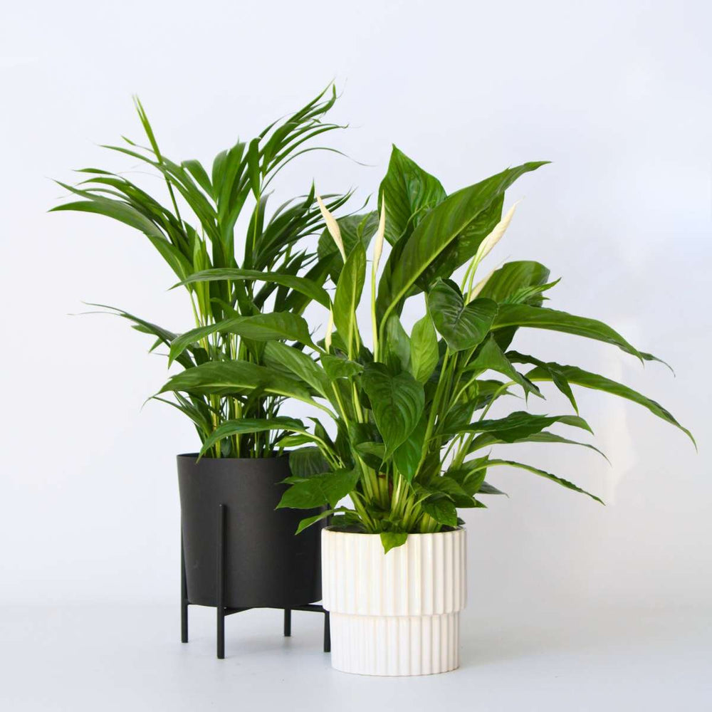 Areca & Spathiphyllum - Mix of 2 - FloraStore