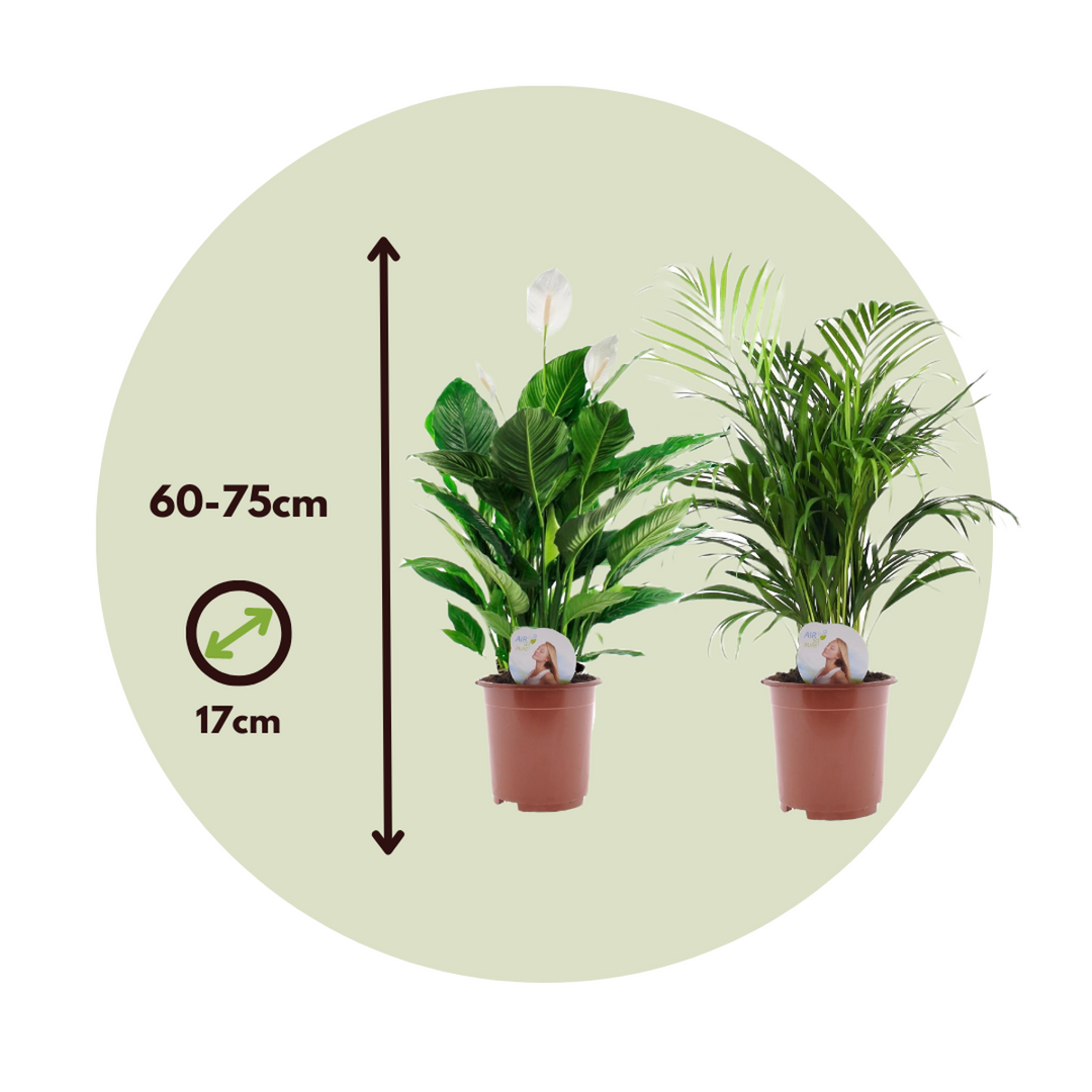 Areca & Spathiphyllum - Mix van 2