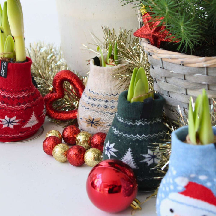 Hippeastrum 'Christmas Sweater' - Amaryllis