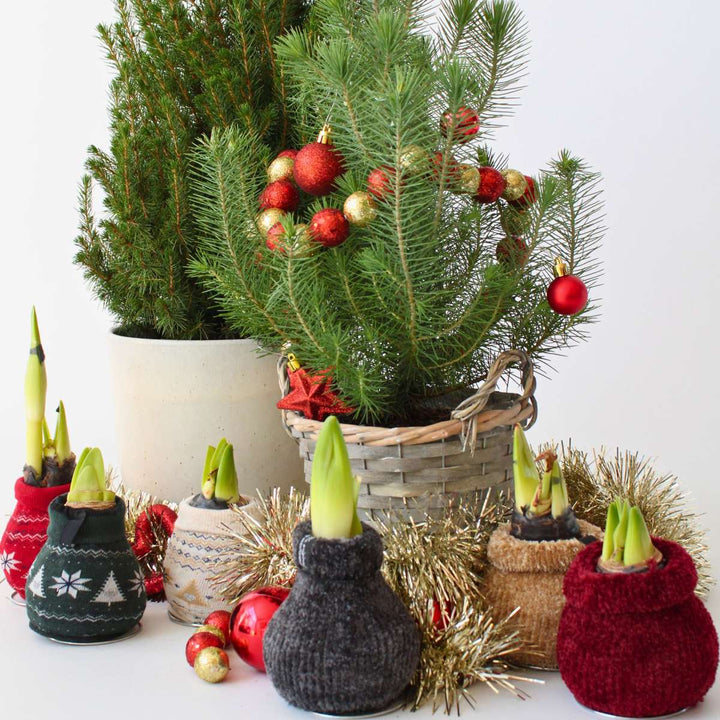 Hippeastrum 'Cozy Teddy Red' - Amaryllis