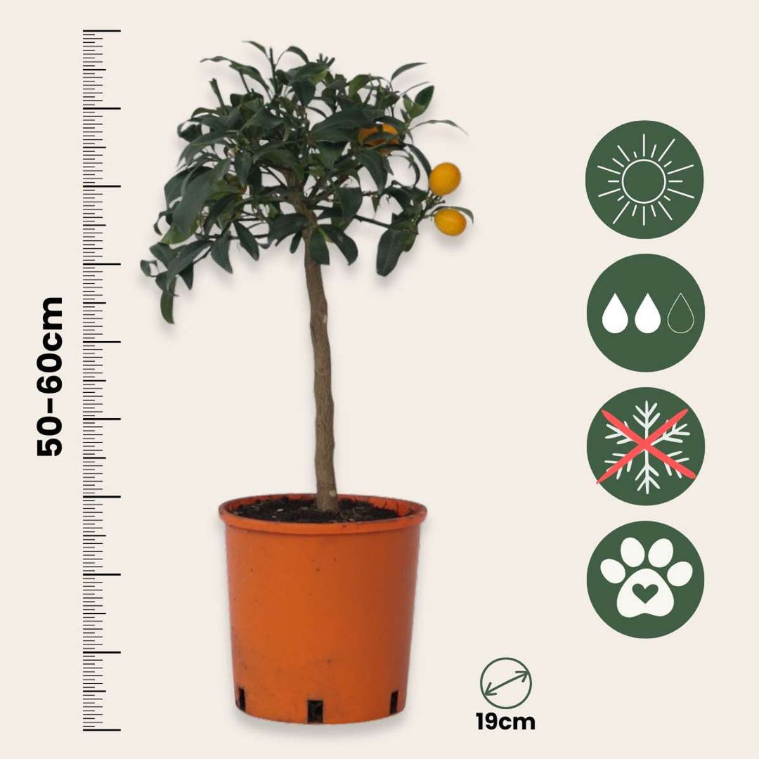 Citrus Kumquat - Dwarf orange