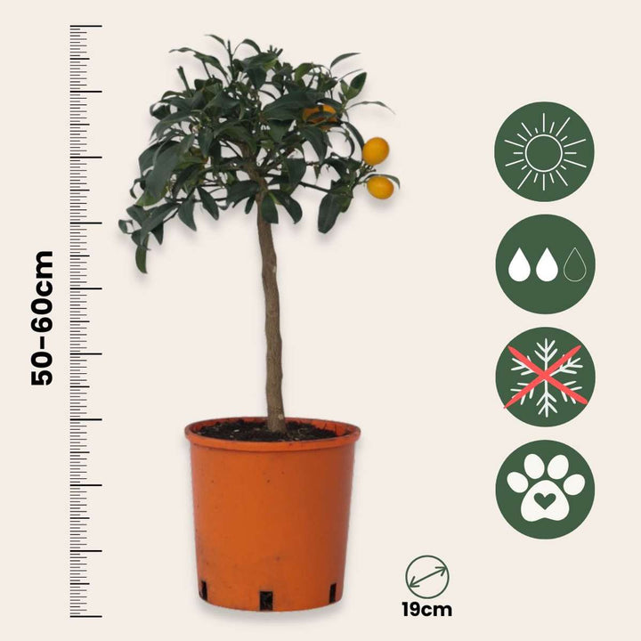 Citrus Kumquat - Set of 2 - Lemon Tree