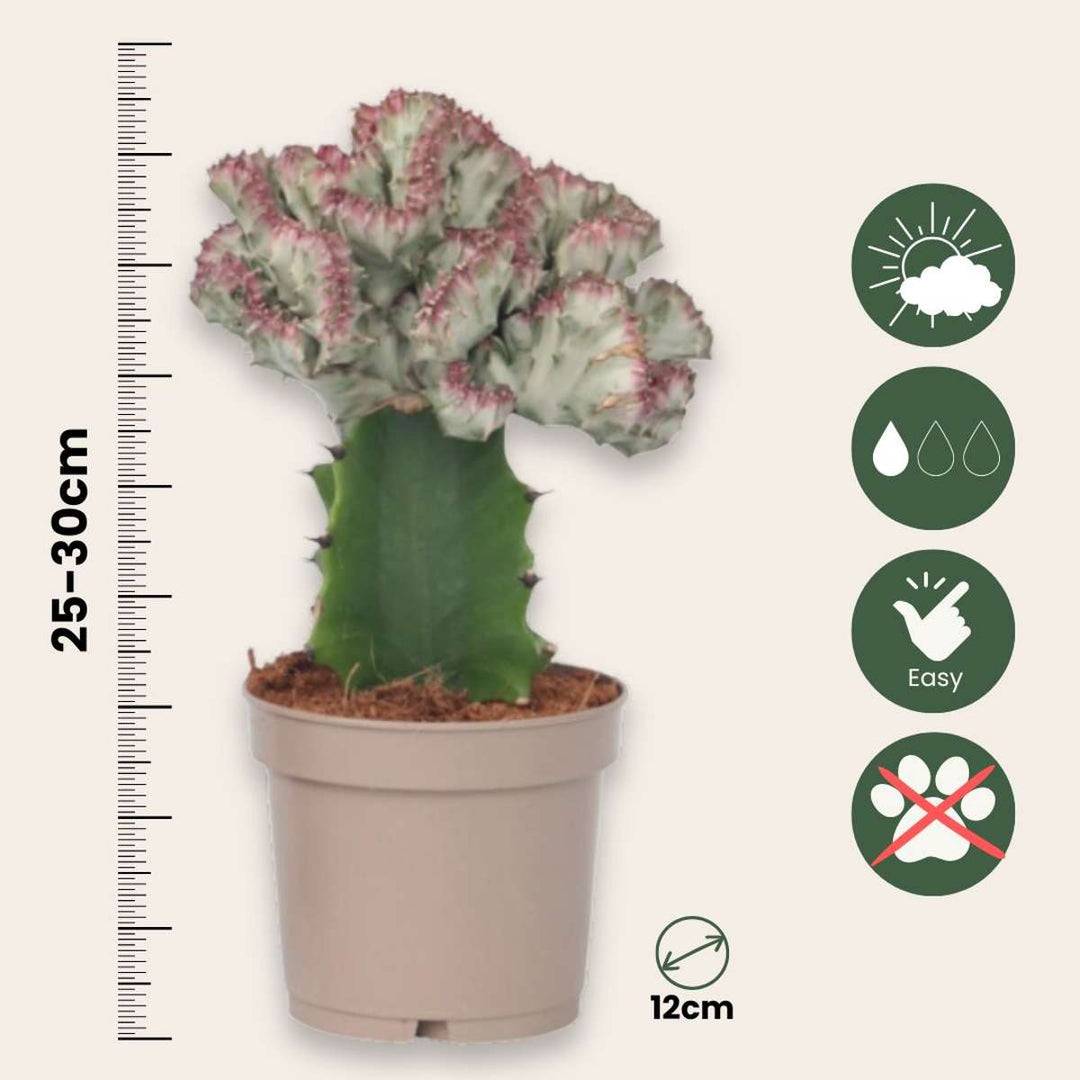 Euphorbia Lactea Cristata / Frankii - mješavina 2 - FloraStore
