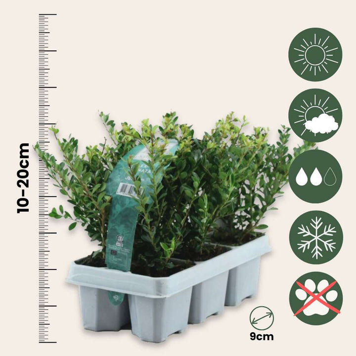 Ilex crenata 'Jenny' - Set od 12 - Japanska božikovina - FloraStore