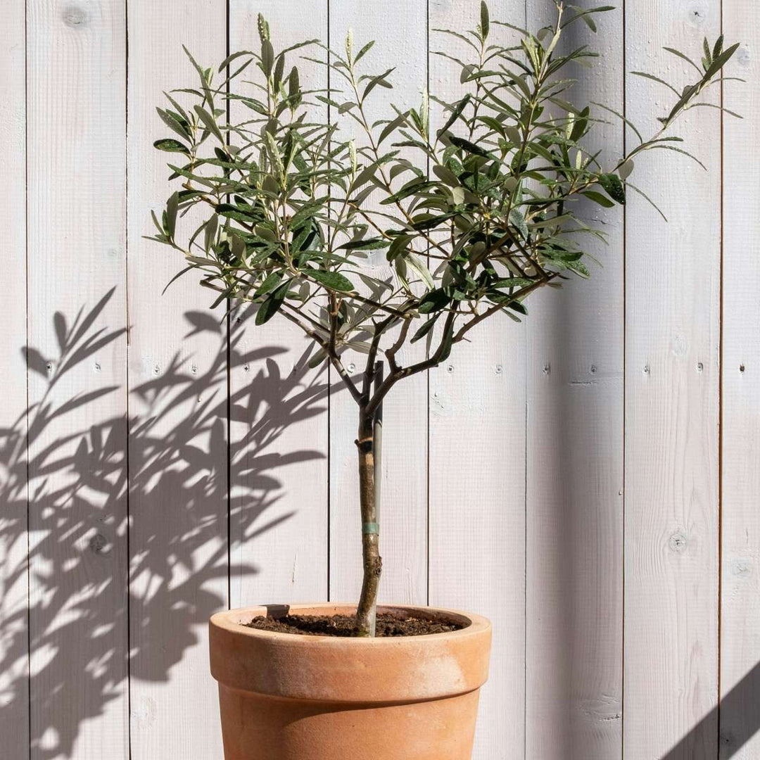 Olea Europaea - Winterharde olijfboom op stam