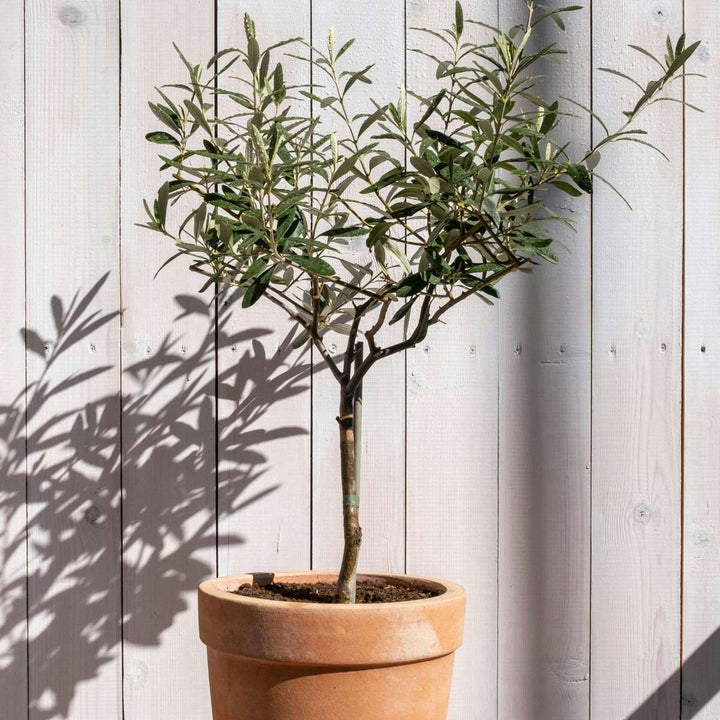 Olea Europaea - Bonsai - Set van 2 - Olijfboom in schaal