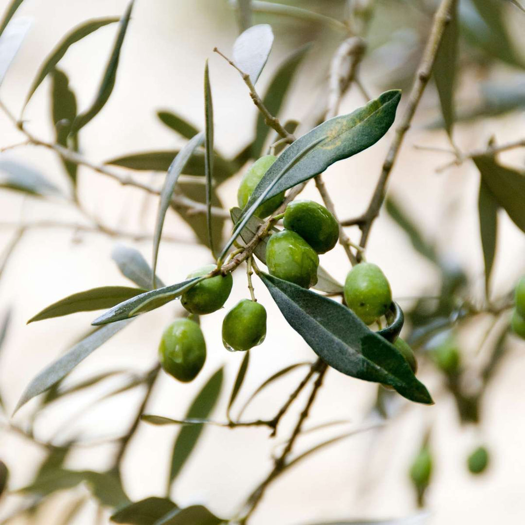 Olea Europaea - Winterharde olijfboom op stam