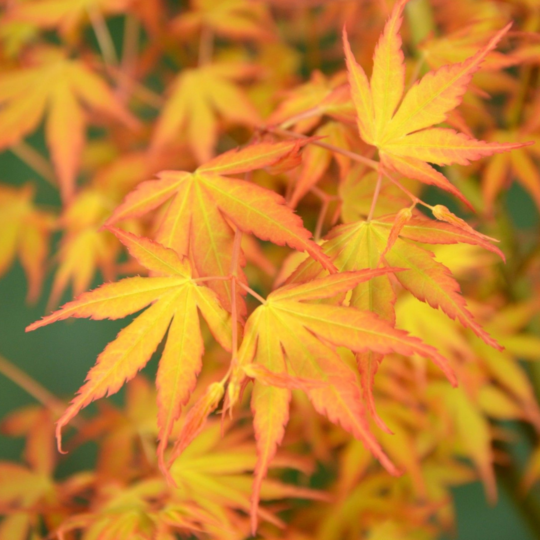Acer palmatum 'Orange Dream' - 2 pieces - Japanese maple