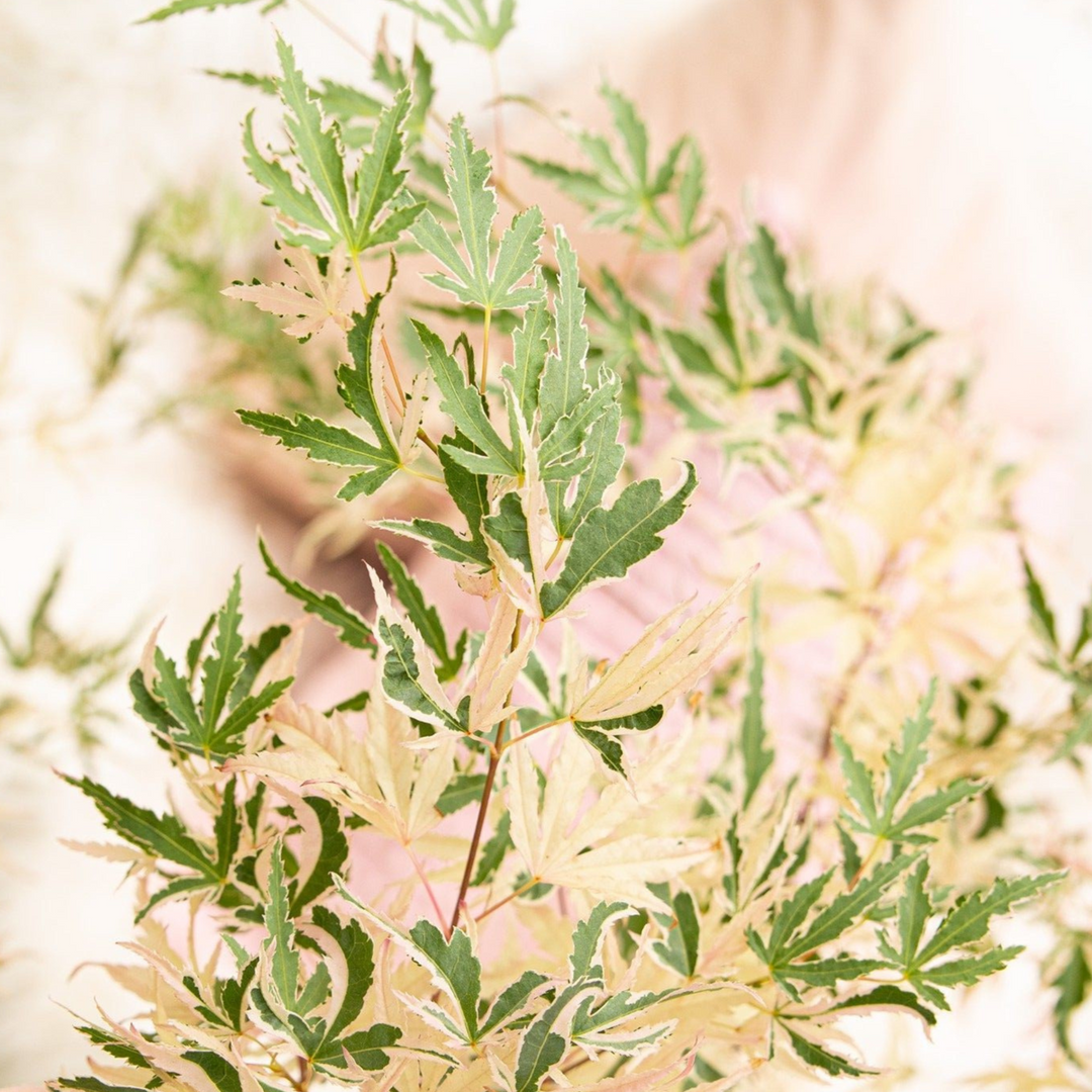 Acer palmatum 'Taylor' - Sada 2 ks - Japonský javor