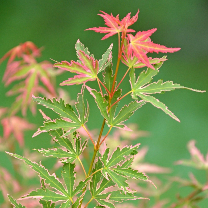 Acer palmatum 'Taylor' - Sada 2 ks - Japonský javor