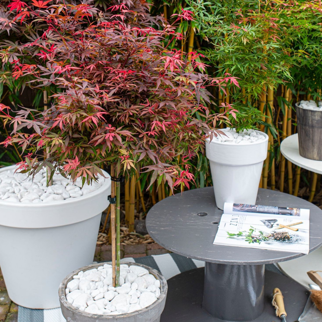 Acer palmatum 'Shaina' - japanski javor