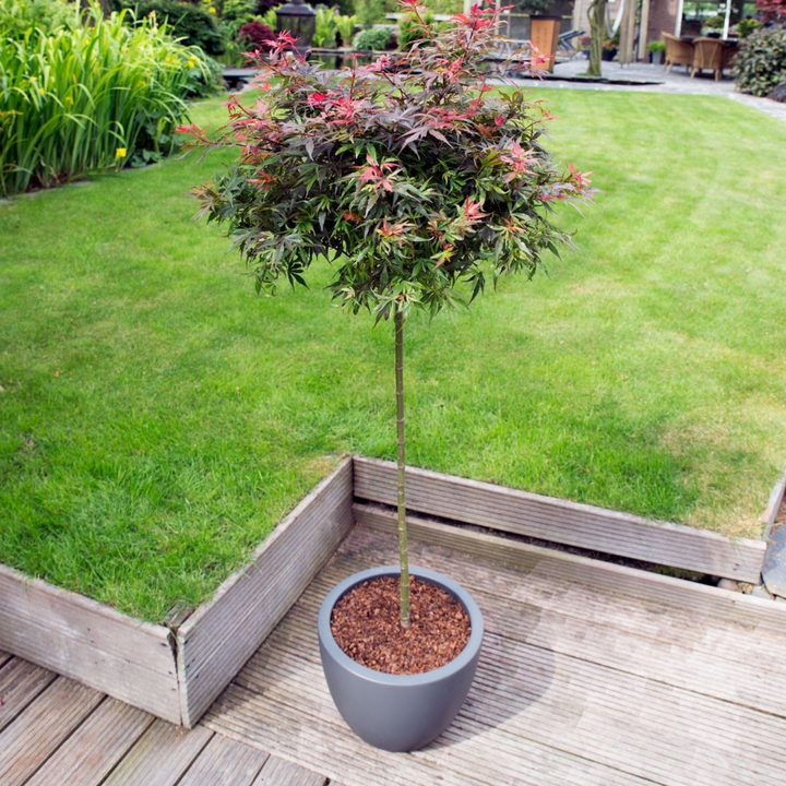 Acer palmatum 'Shaina' - japanski javor